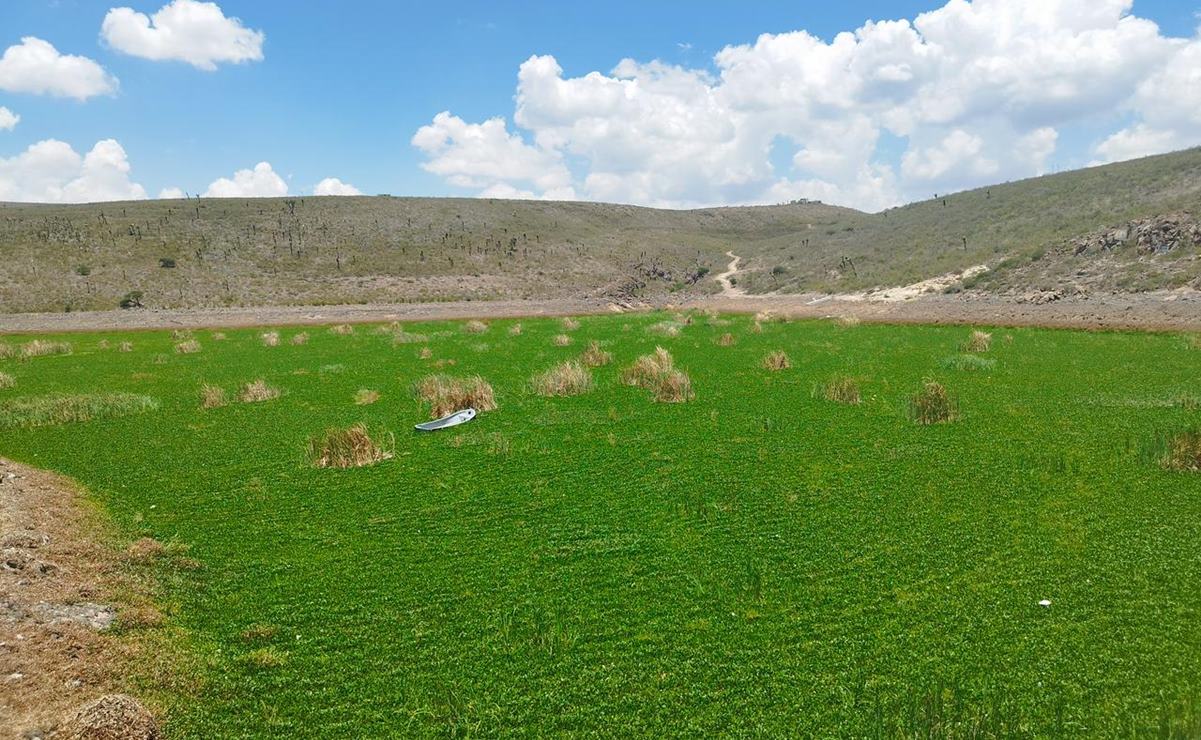 Prioriza capital de SLP resolver escasez de agua antes de retirar lirio de presa San José