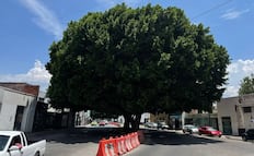 Municipio de San Luis Potosí endurecerá las multas por tala ilegal de árboles