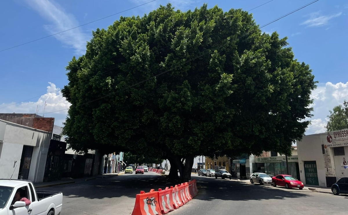 Municipio de San Luis Potosí endurecerá las multas por tala ilegal de árboles