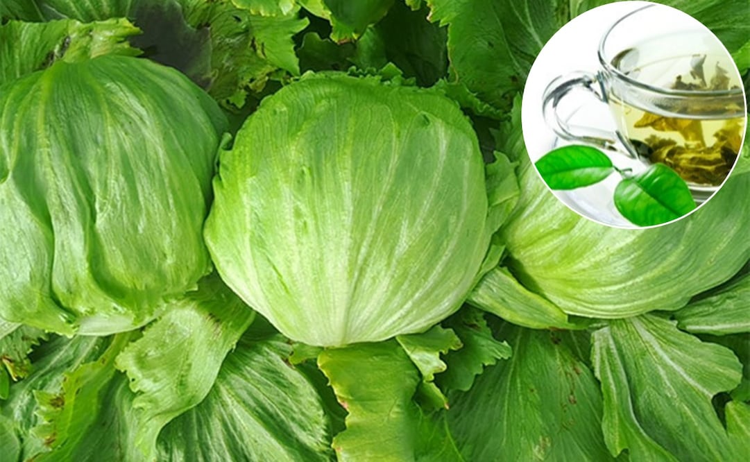 Lechuga. Foto: enzazaden.com
