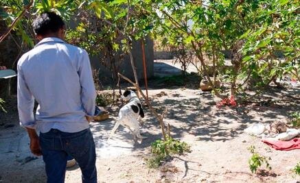 Sacrifican a “Guarumo”, perro que atacó a bebé en Oaxaca