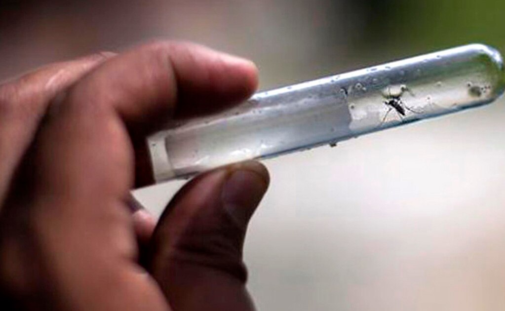 Continúa coordinación para evitar casos de dengue en SLP