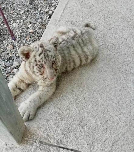 Rescatan a tigre siberiano en Matehuala