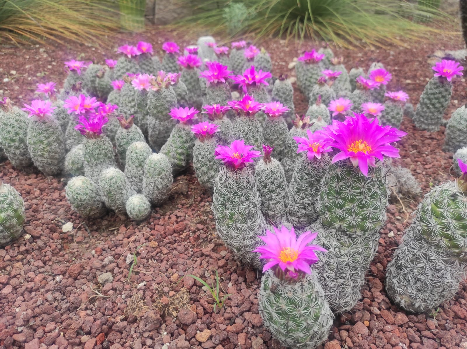 Jardín el Izotal. Foto: FB, Jardín Botánico El Izotal UASLP