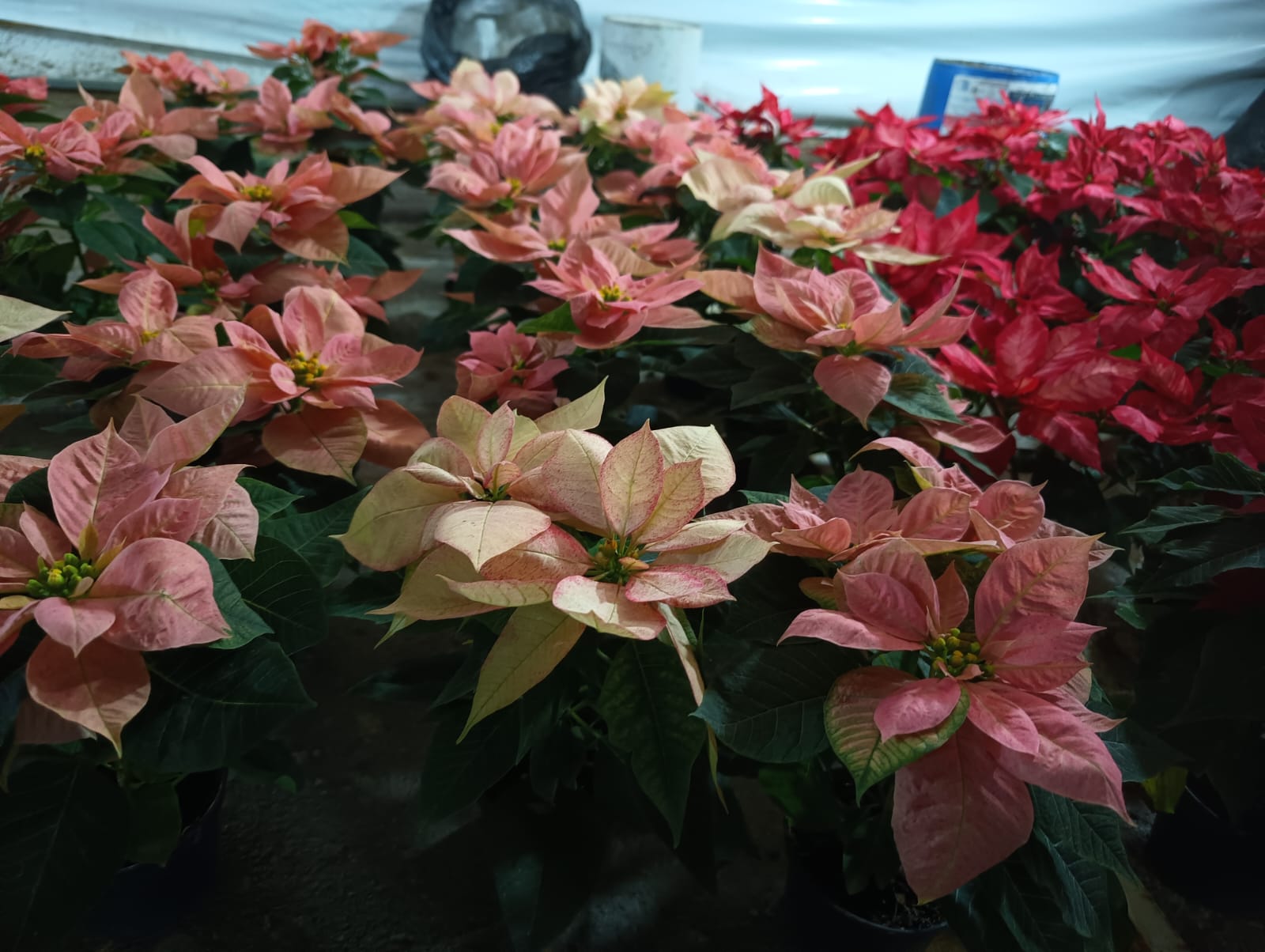 Foto: Jazmín Ramírez García