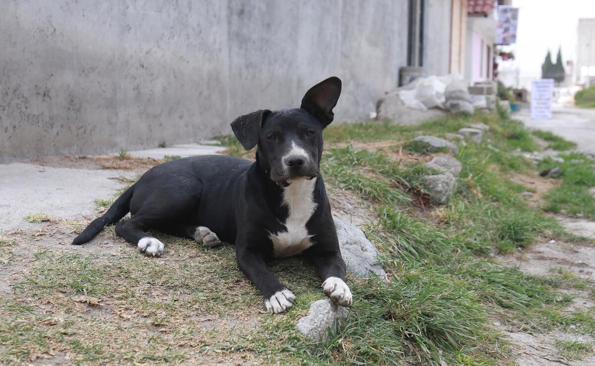 Foto: Alejandro Vargas / EL UNIVERSAL