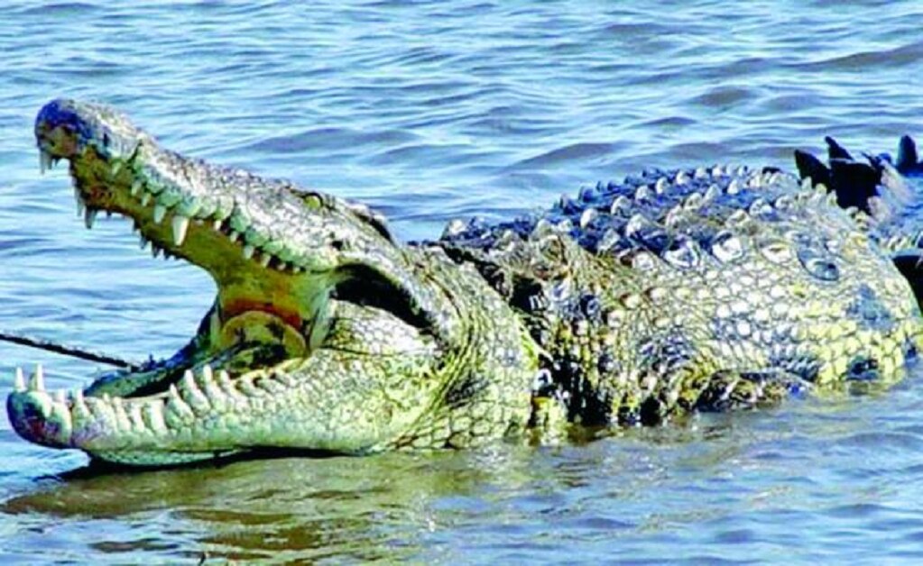 Foto: Archivo /EL UNIVERSAL