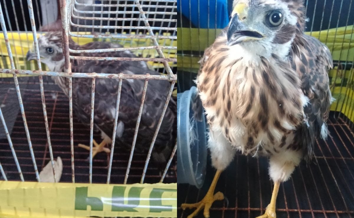 Rescatan a águila atrapada en el patio de una casa en Soledad de Graciano Sánchez