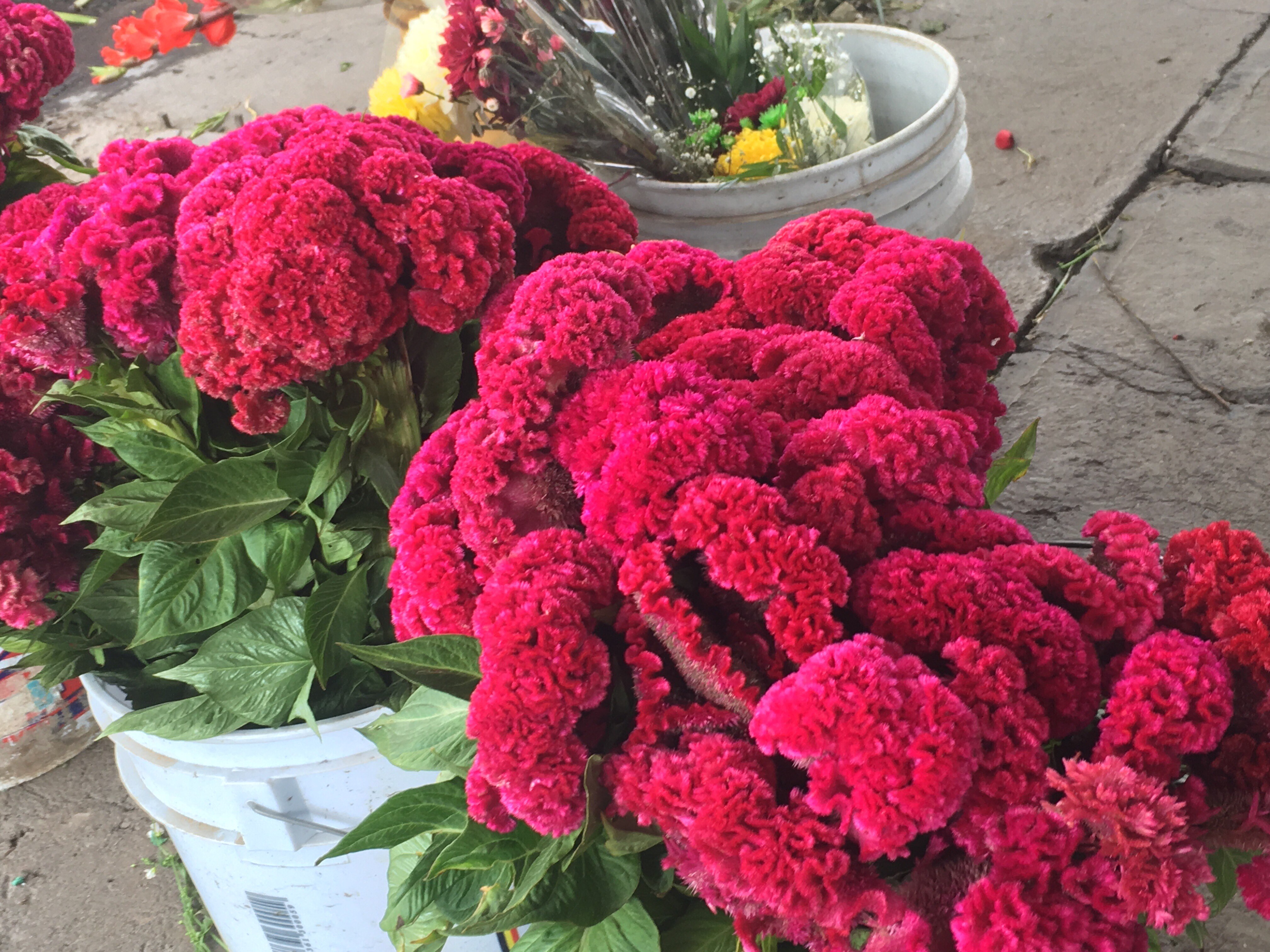 Preocupa a floristas abasto de flor de cempasúchil