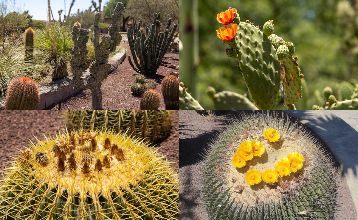 Día de las Madres 2025: Este jardín lleno de flores y plantas tiene entrada gratis en SLP