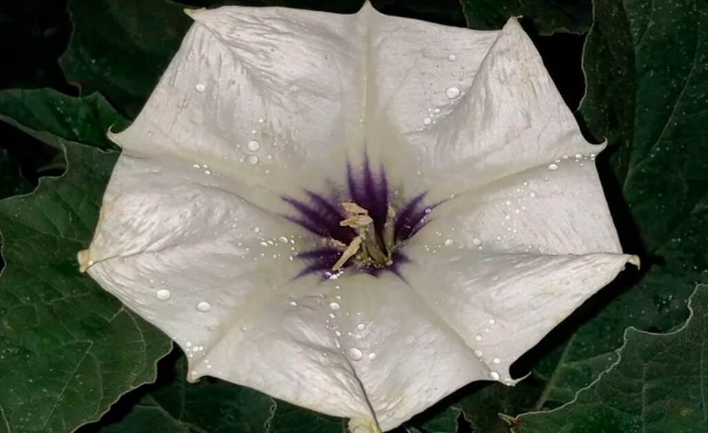 ¿Qué es el toloache y por qué es tan peligroso?