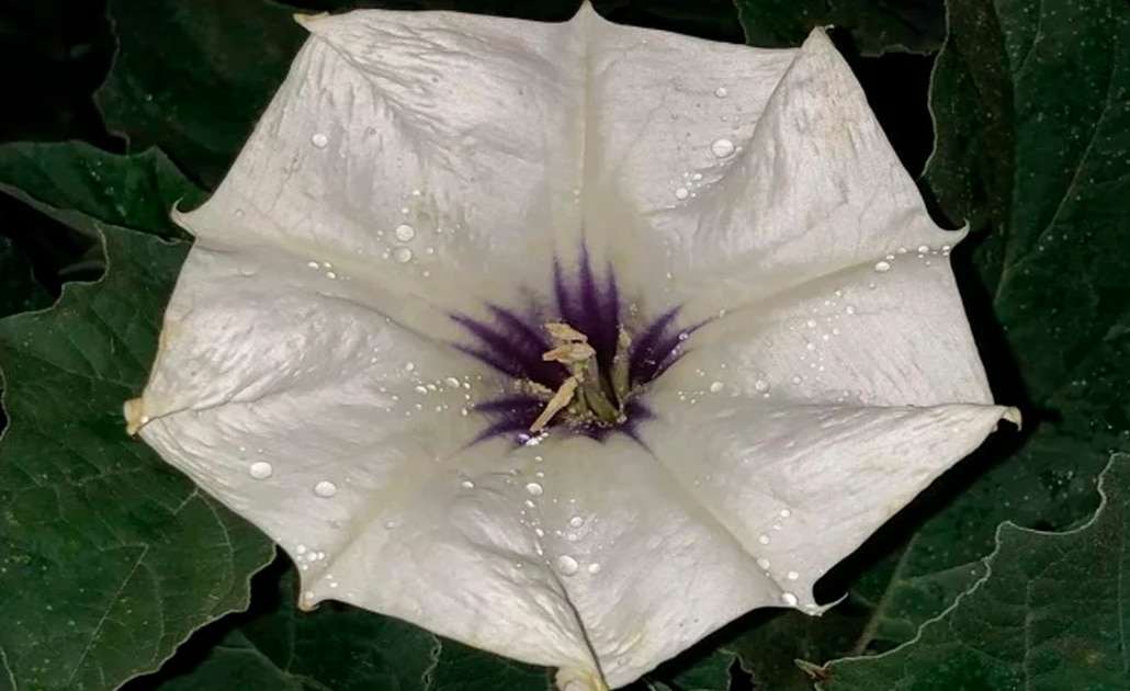 ¿Qué es el toloache y por qué es tan peligroso?