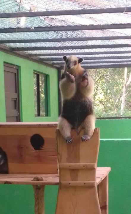 Inauguran centro de rescate de osos hormigueros en la Huasteca potosina