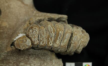 Descubrimiento de restos de cría de mamut en Cedral, SLP, revela nuevos misterios