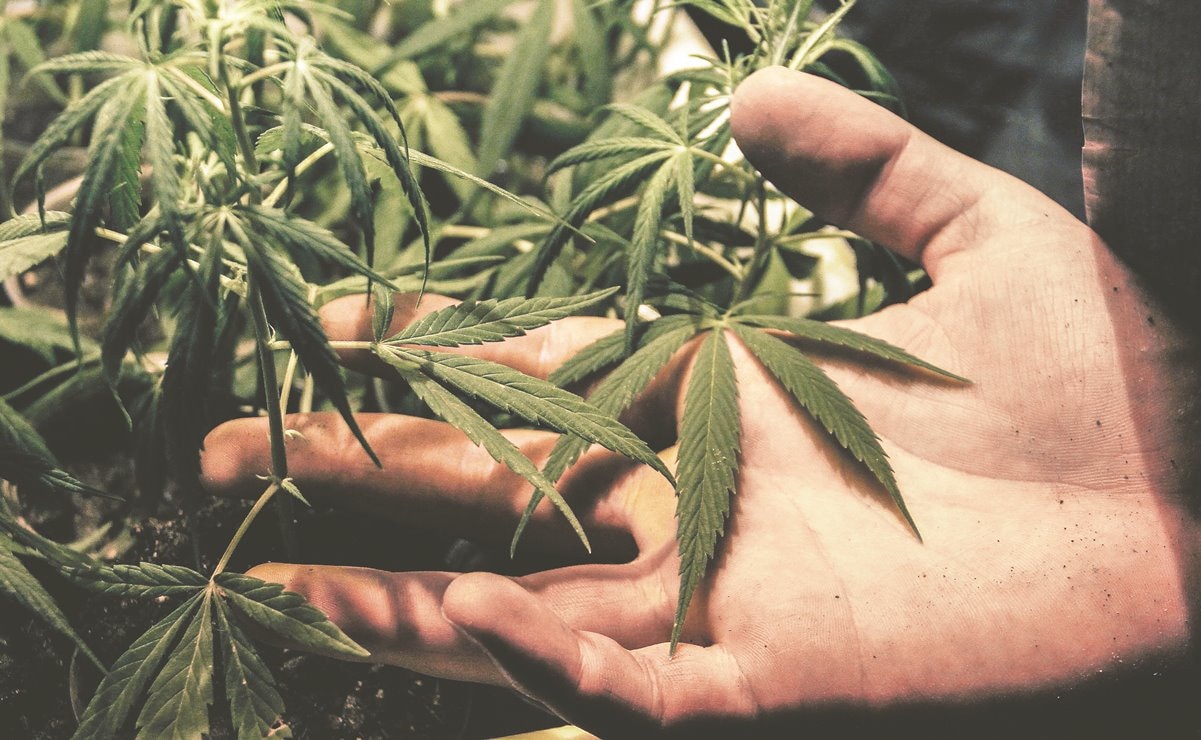 Avanza en comisiones del Senado regulación del consumo de marihuana