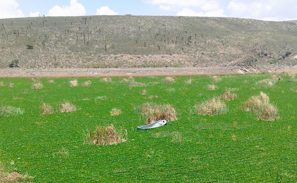 Invasión de lirio acuático en la presa San José agrava crisis hídrica en San Luis Potosí