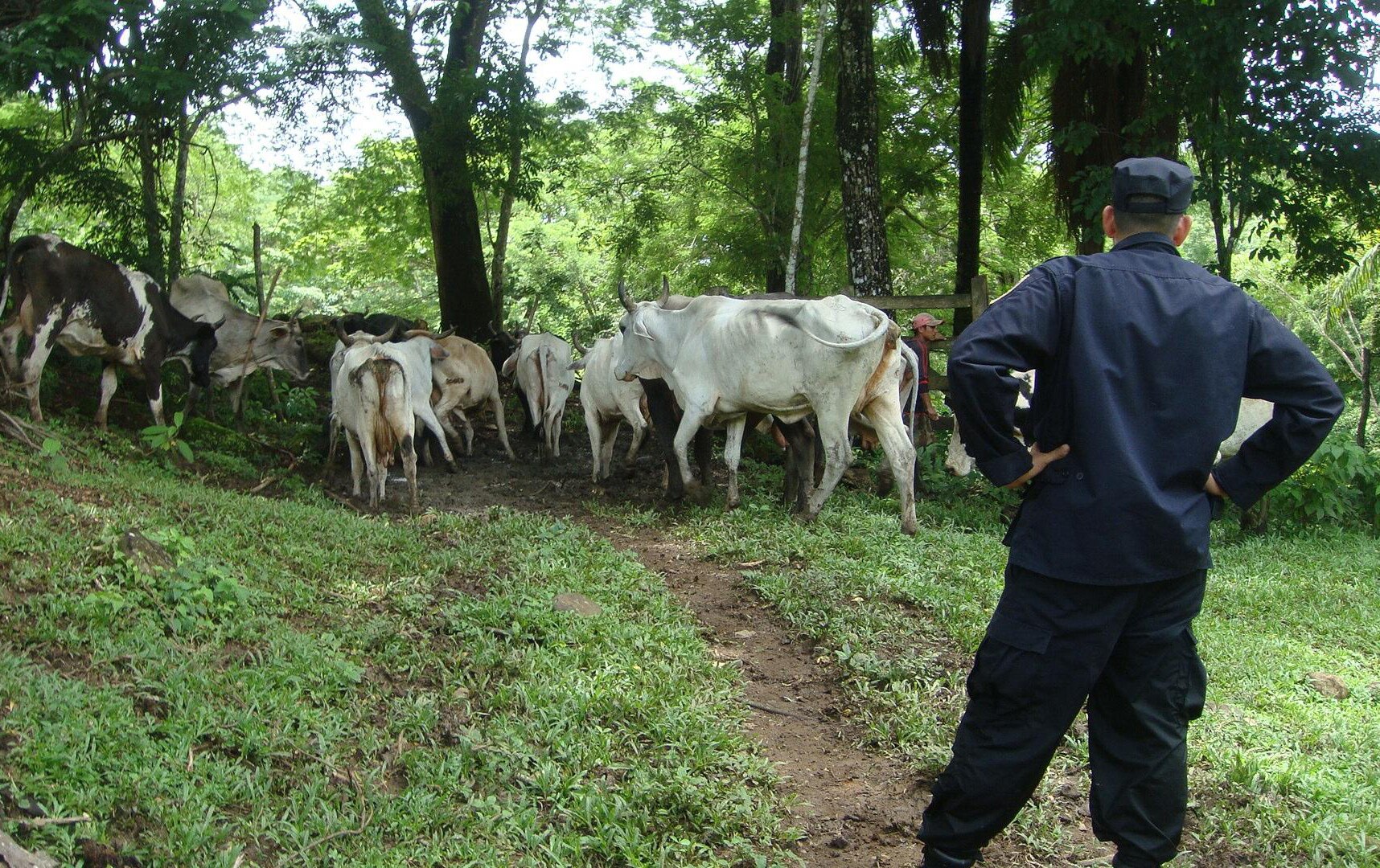 Aclara fiscal robo de ganado en Tamuín