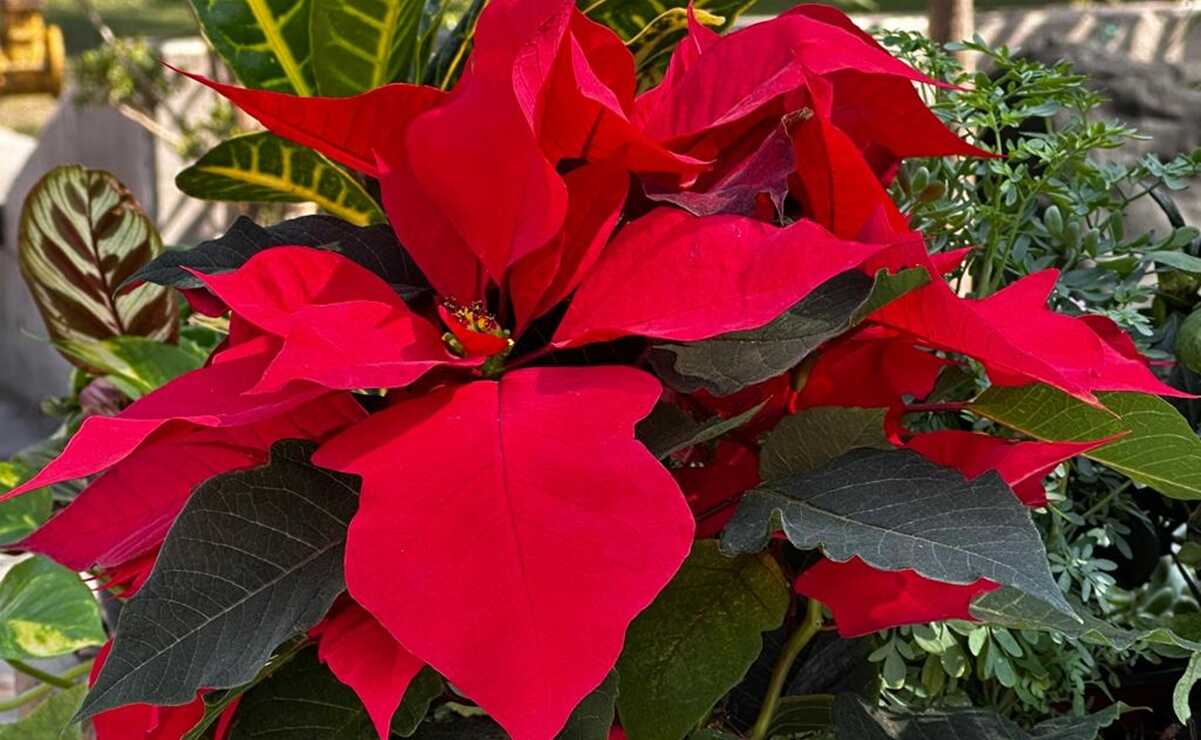 ¡Ya huele a Navidad! Desde Puebla, llega la Nochebuena a San Luis Potosí. Fotos: Cecilia Lara