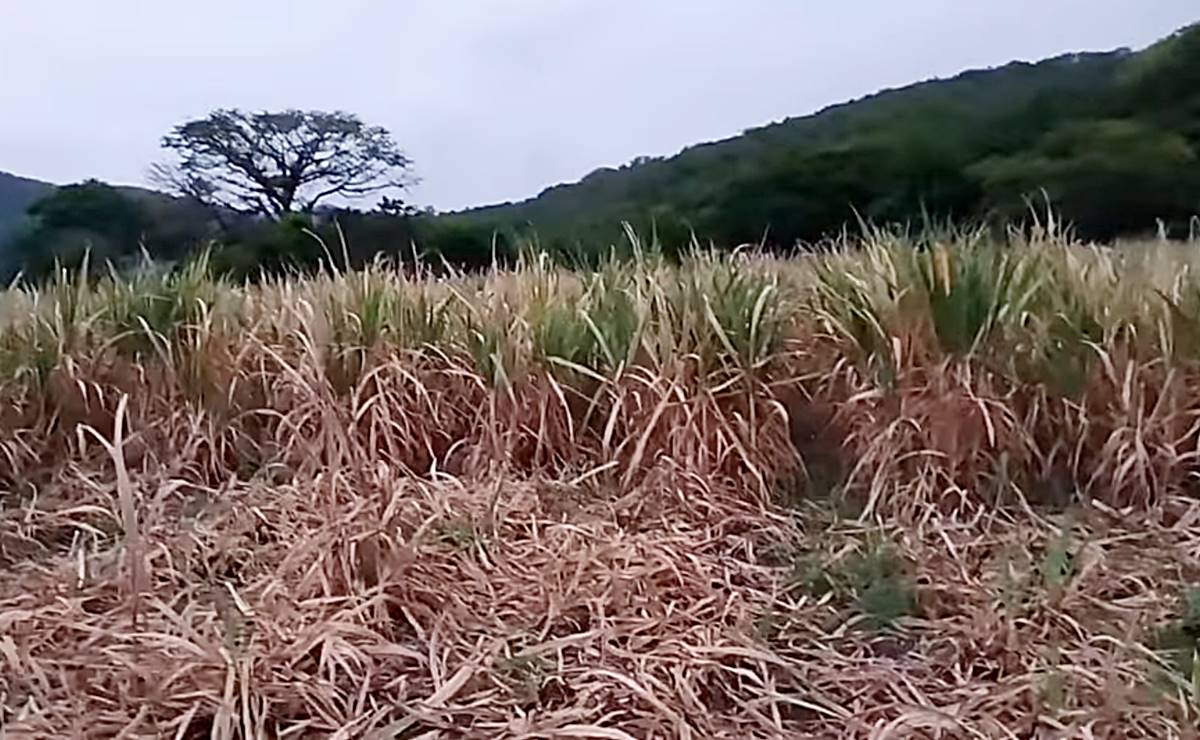 Foto: Tomada de video