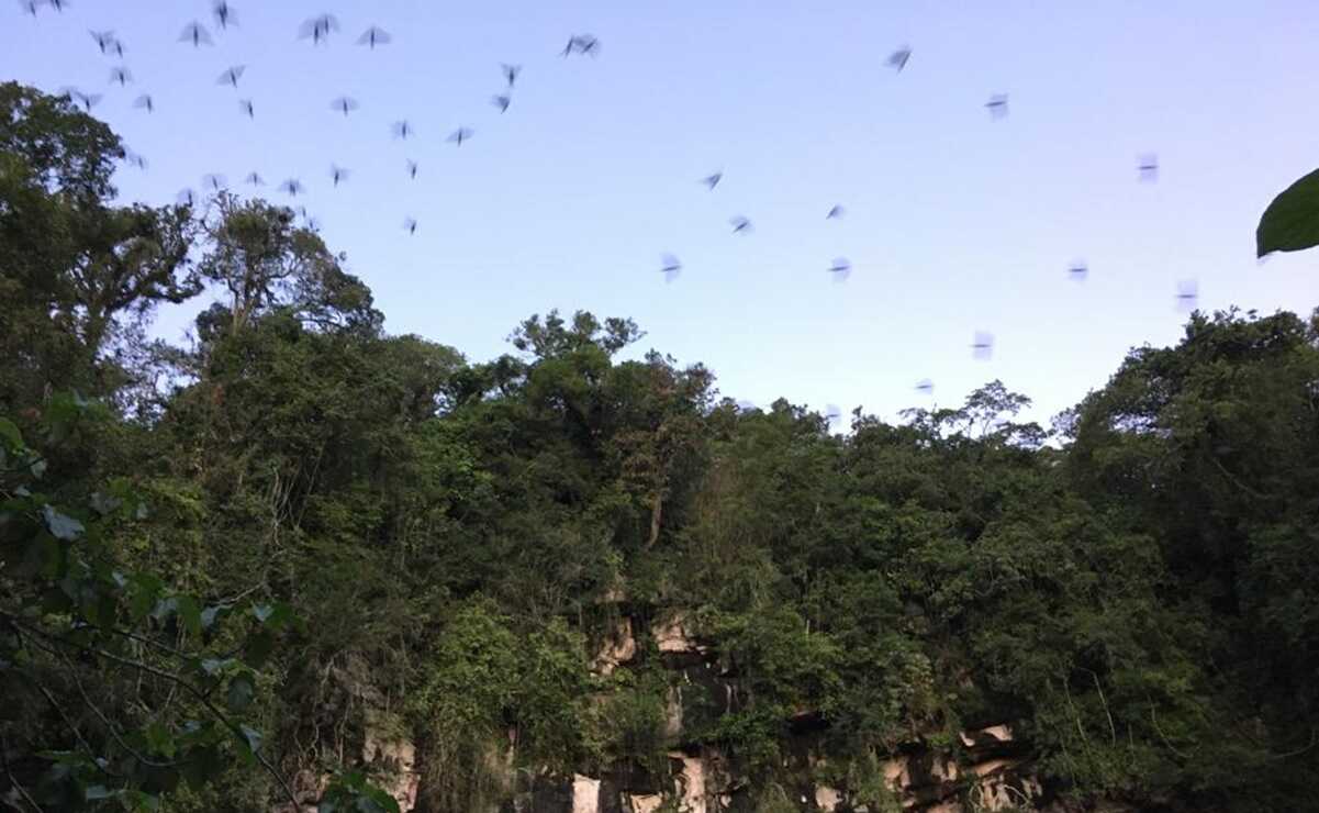 Sótano de las Golondrinas, un espectáculo natural majestuoso sólo en la Huasteca Potosina