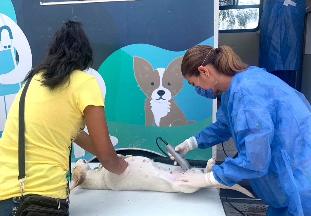 Con resultados óptimos continúan jornadas de esterilización animal en SLP