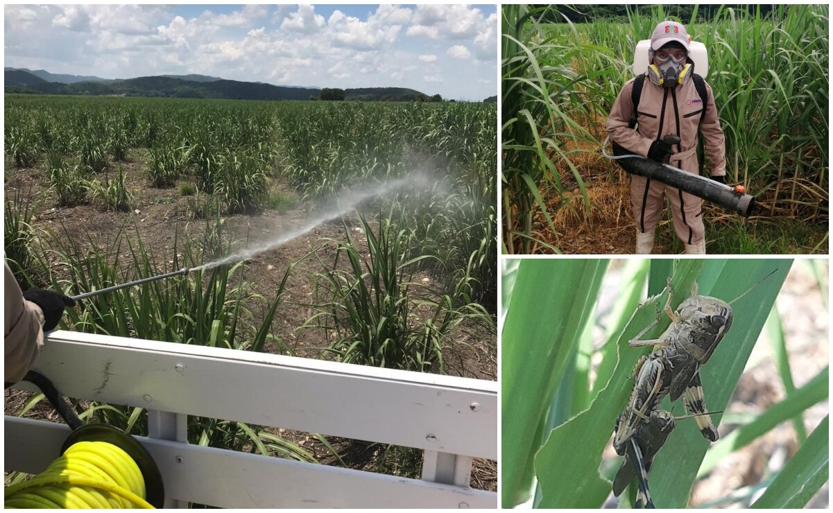 Sedarh aplica medidas para control de plagas de langosta y chapulín en la Huasteca