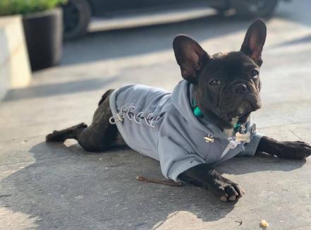 Día Mundial del Perro. Ana Bárbara, Rubí Ibarra, Enrique Galindo, y otros potosinos amantes de los perritos