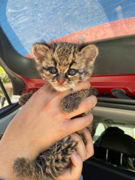 Hombre rescató cría de felino en carretera de Aquismón, narra directora de UMA