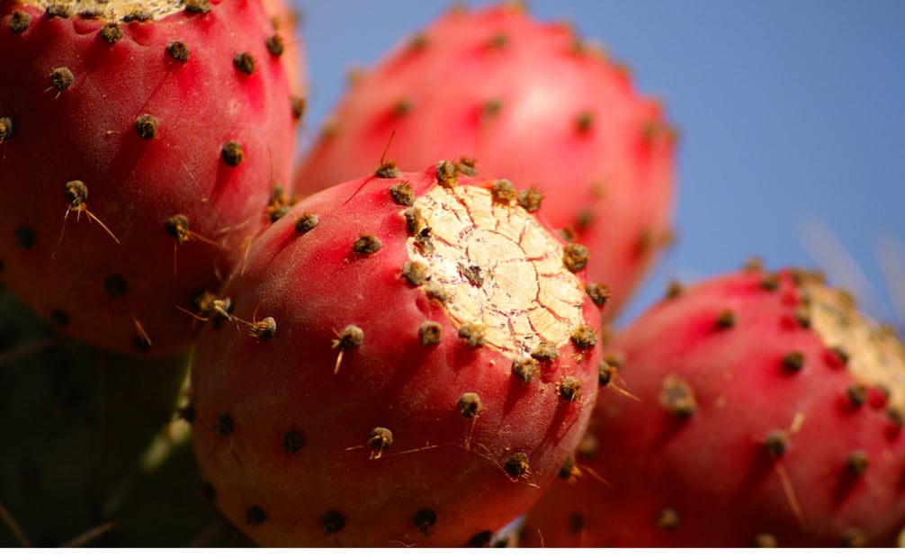 El colonche es una bebida muy mexicana porque se obtiene de la tuna roja. Foto: Secretaría de Agricultura y Desarrollo Rural