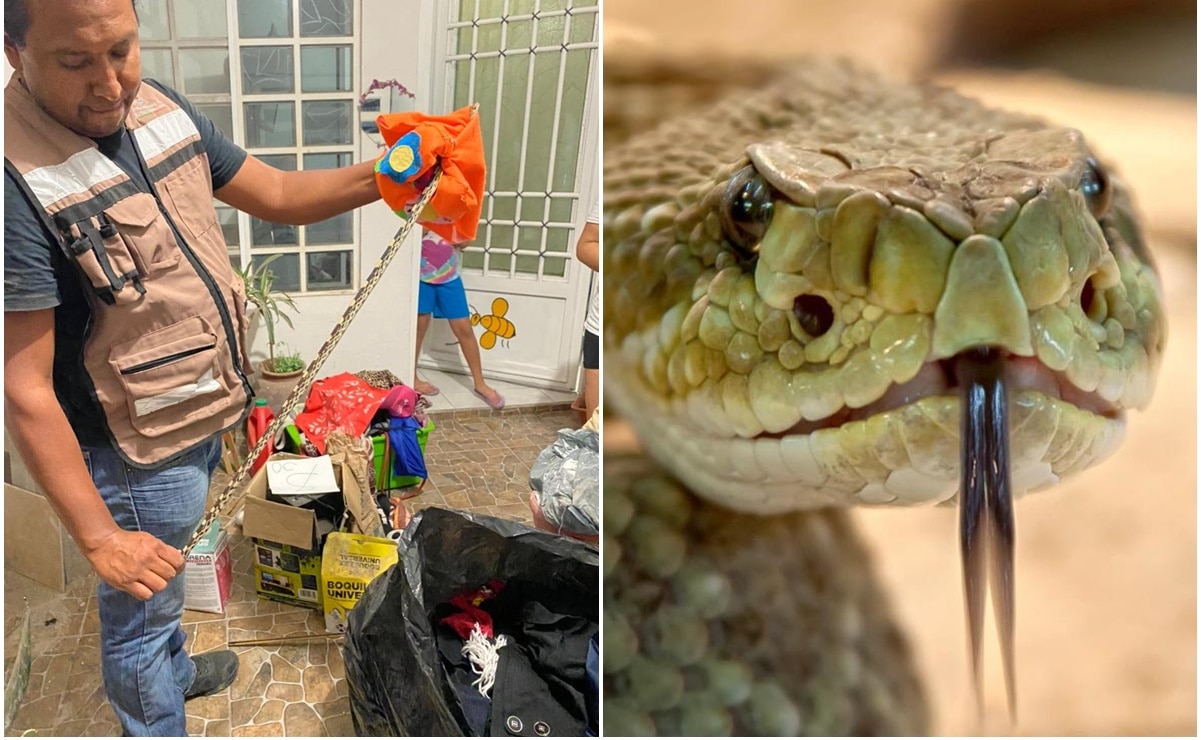 Hallan serpiente de 50 centímetros en casa del municipio de Soledad