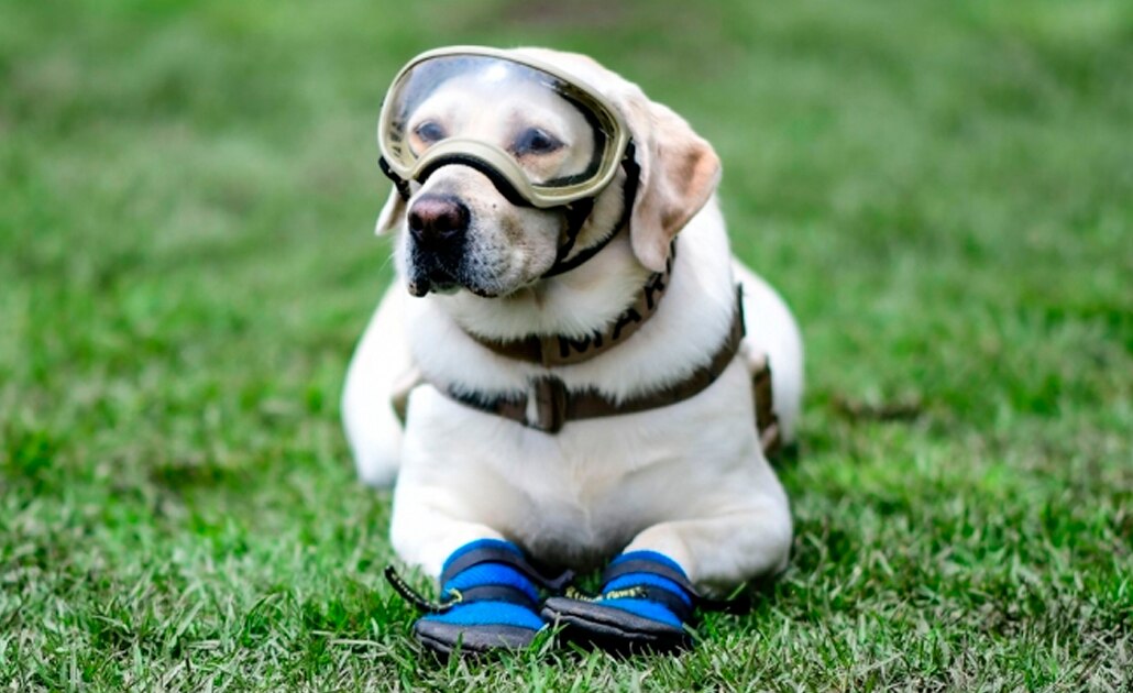 Momentos que marcaron la carrera como rescatista de "Frida"