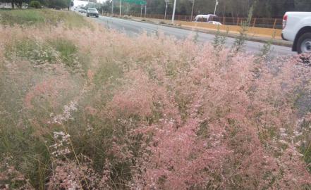 Maleza y basura afectan circulación en avenida Salvador Nava