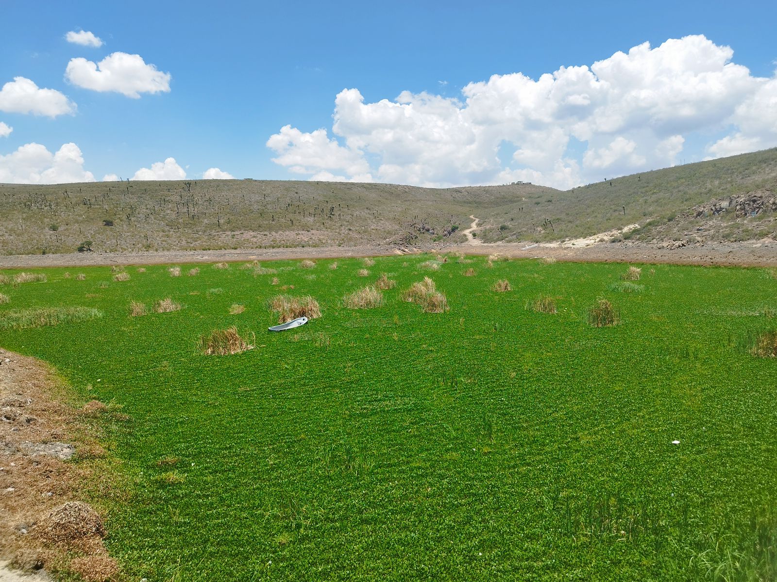 Lirio acuático en la presa San José agrava crisis hídrica en San Luis Potosí.