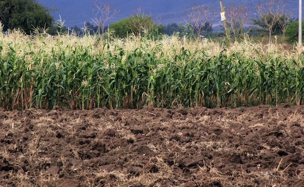 Banco de alimentos busca impulsar producción agrícola en SLP 