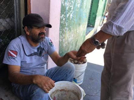 Pitaya, la tuna también llamada "kiwi de monte" que se da en San Luis Potosí
