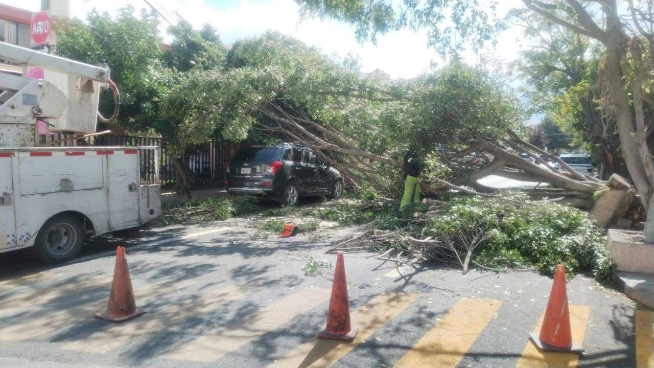 Fuertes vientos azotan la capital de SLP; rachas derriban árbol en la colonia Jardín