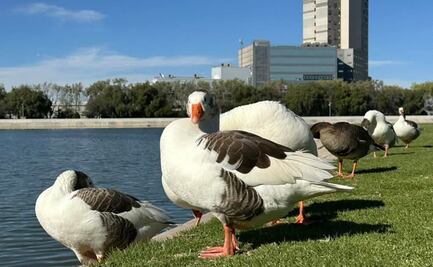 Aves migratorias del parque Tangamanga reflejan la salud del pulmón urbano de SLP