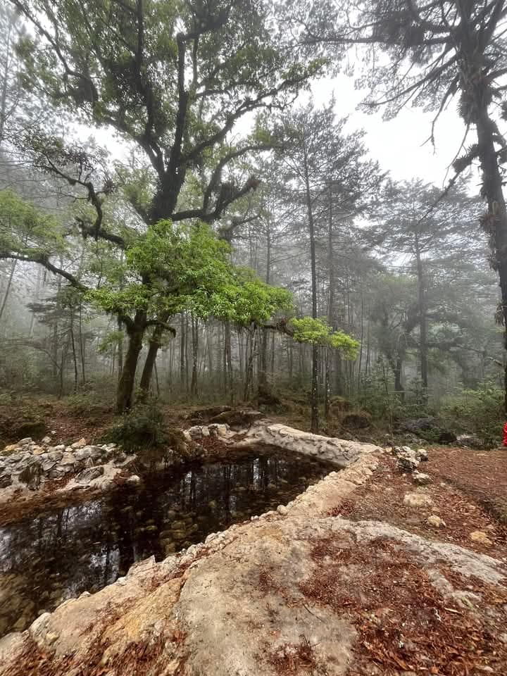 Bosque de Niebla. Foto: Viva Tamazunchale, FB