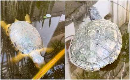 VIDEO: ¡Viven en aguas negras! Denuncian maltrato de tortugas en gasolinera de Tamazunchale, SLP