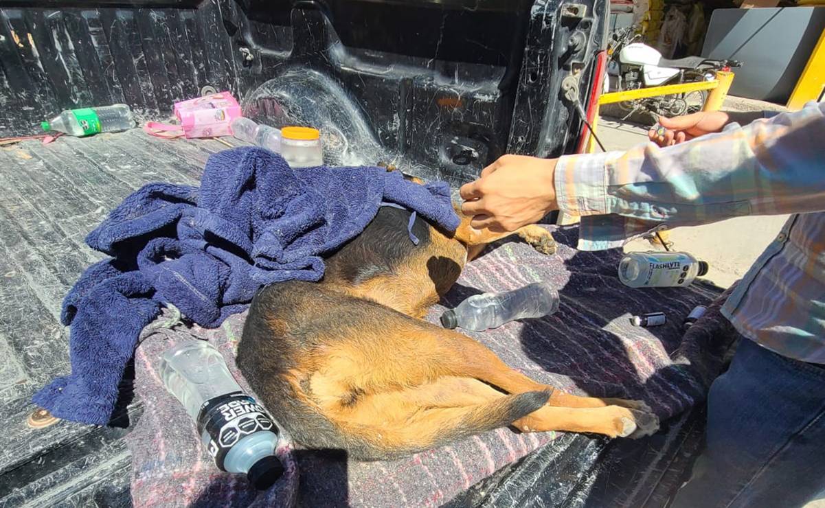 Envenenamiento masivo de perros desata alarma e indignación en Salinas de Hidalgo, SLP; Fiscalía ya indaga