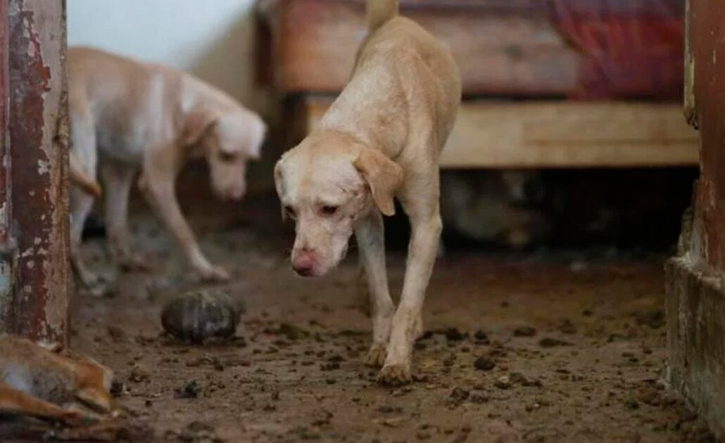 Perros podrían transmitir una nueva cepa de influenza más peligrosa