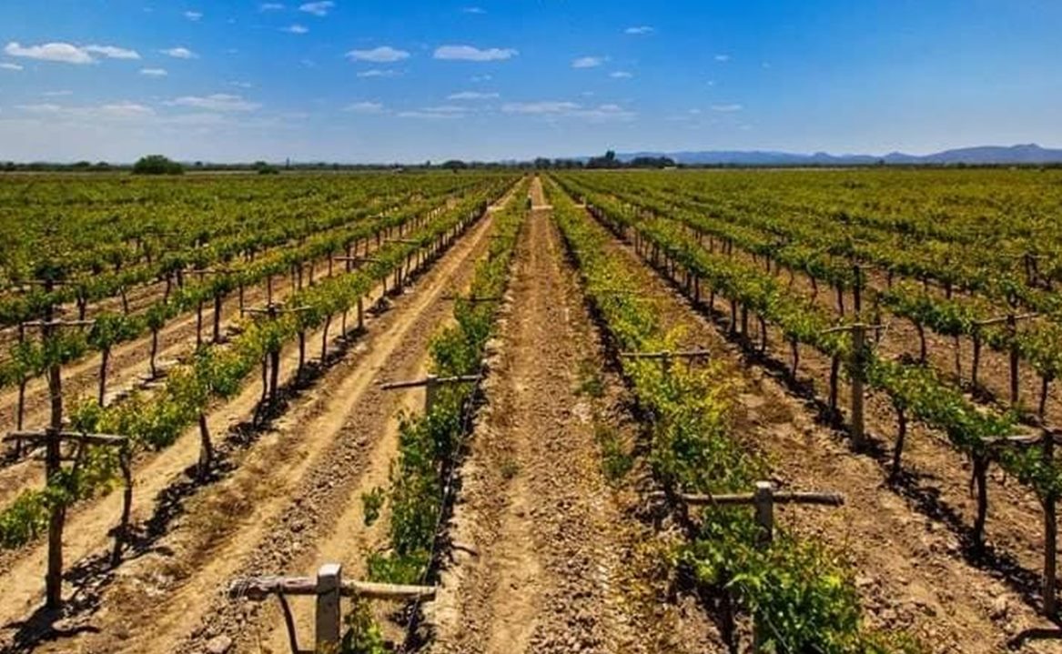 Crece la industria vinícola de SLP; empresas extranjeras producirán vodka y coñac