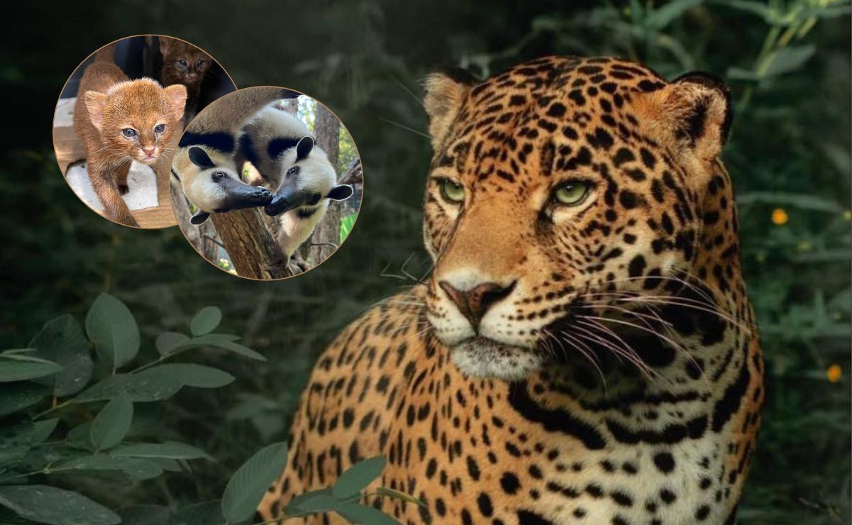 Conoce Selva Teenek, el santuario de fauna silvestre en la Huasteca Potosina donde los animales rescatados tienen una nueva oportunidad. Foto: Selva Teenek Ecopark, FB