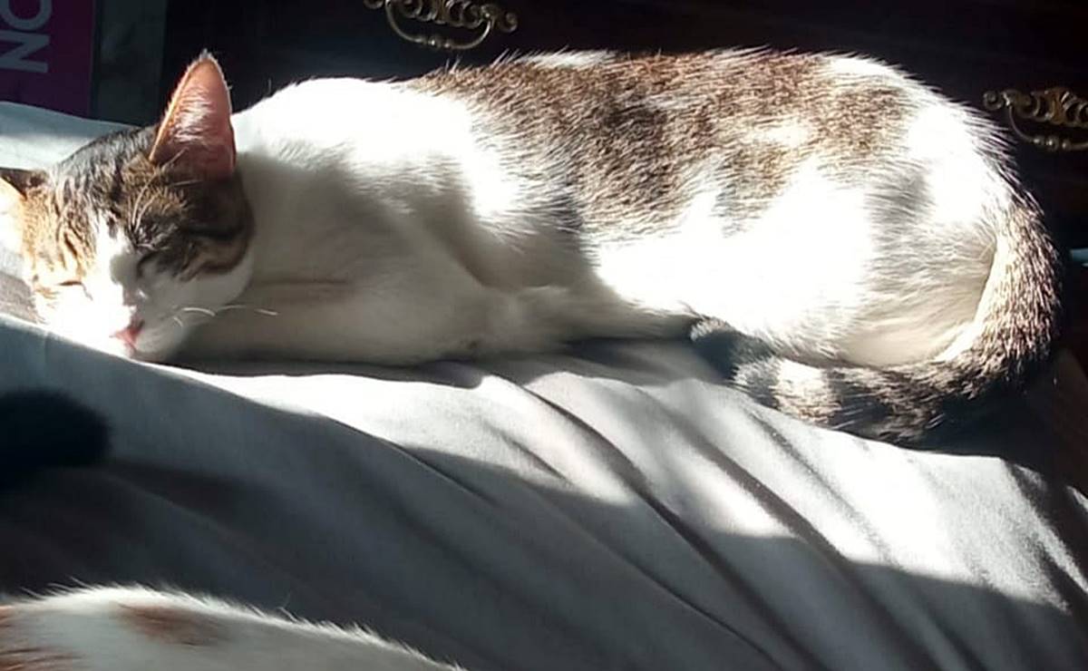 ¿Es malo dormir con tus gatos? Esto dicen los expertos