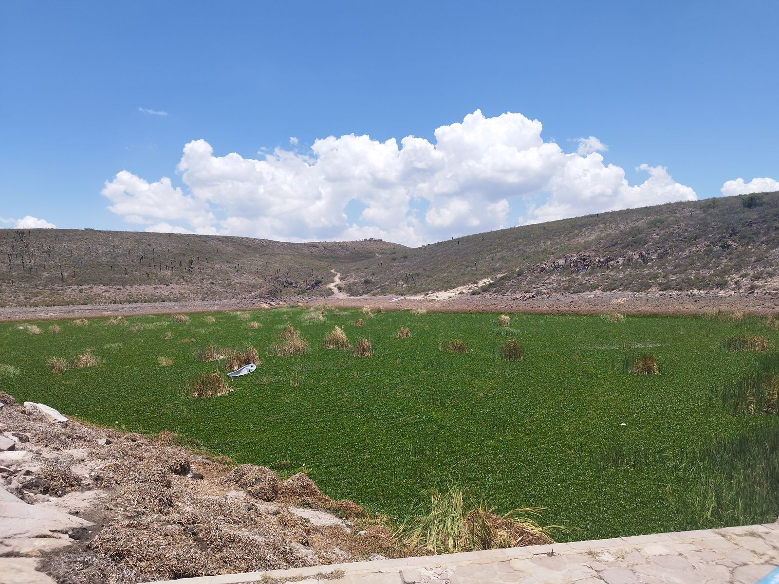 Lirio acuático en la presa San José agrava crisis hídrica en San Luis Potosí