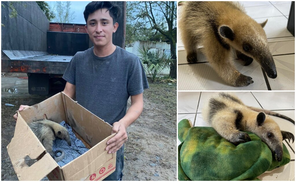 Chofer halla oso hormiguero en camino cañero de Veracruz y lo entrega a refugio de SLP