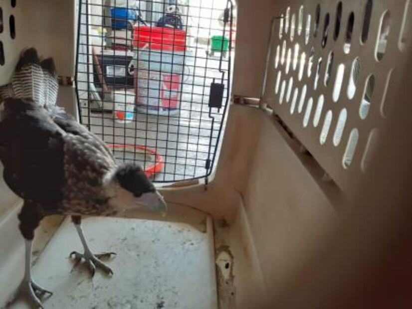 Rescatan ejemplar de ave rapaz en Valle de Dalias