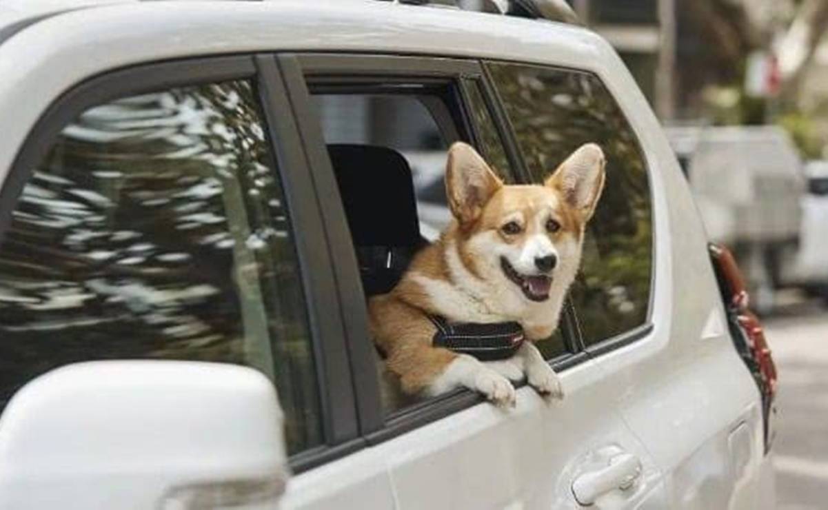 Uber regalará viajes a cambio de adopciones de perritos; apoyará a refugios