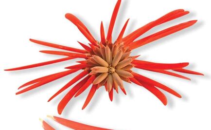 ¿Qué es el pito y cómo puedes agregarlo en tus comidas?