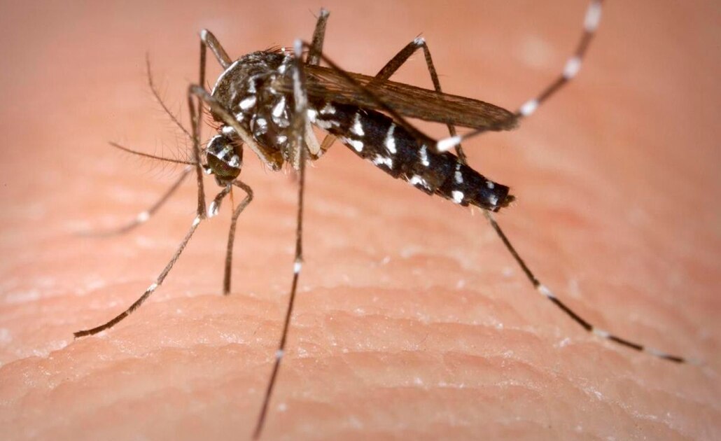 Registran en España primer caso de dengue por relaciones sexuales entre hombres